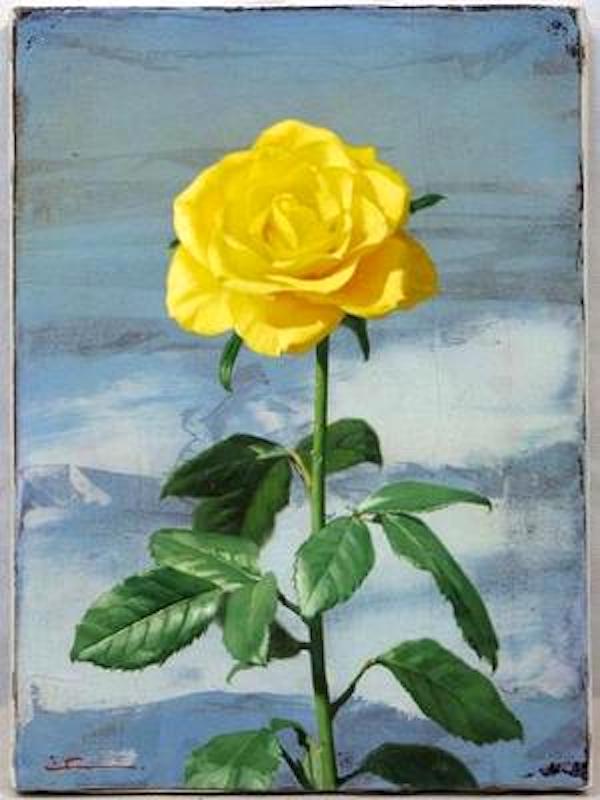 Yellow Rose