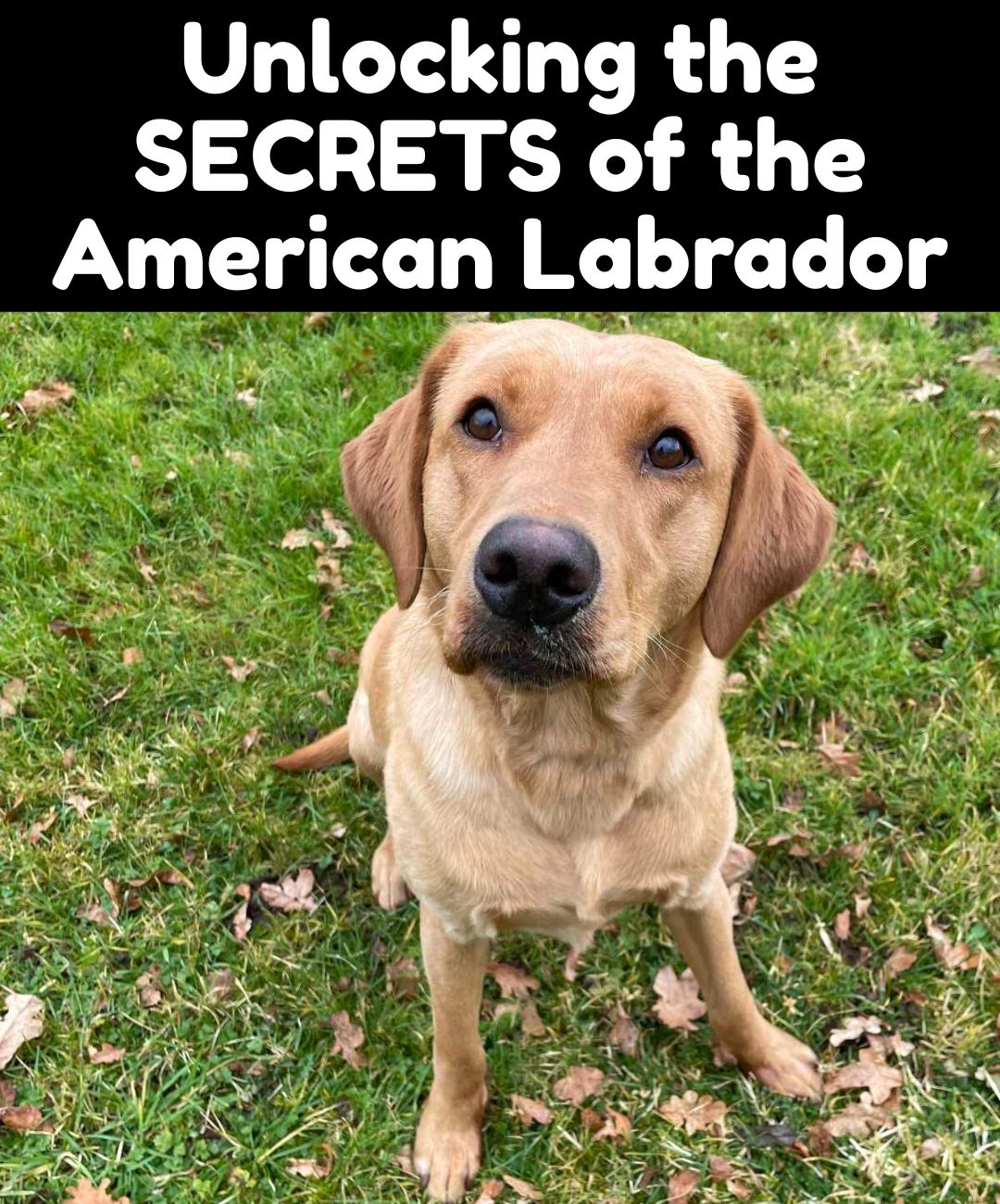The Labrador - I have been around working retrievers for most of my ...