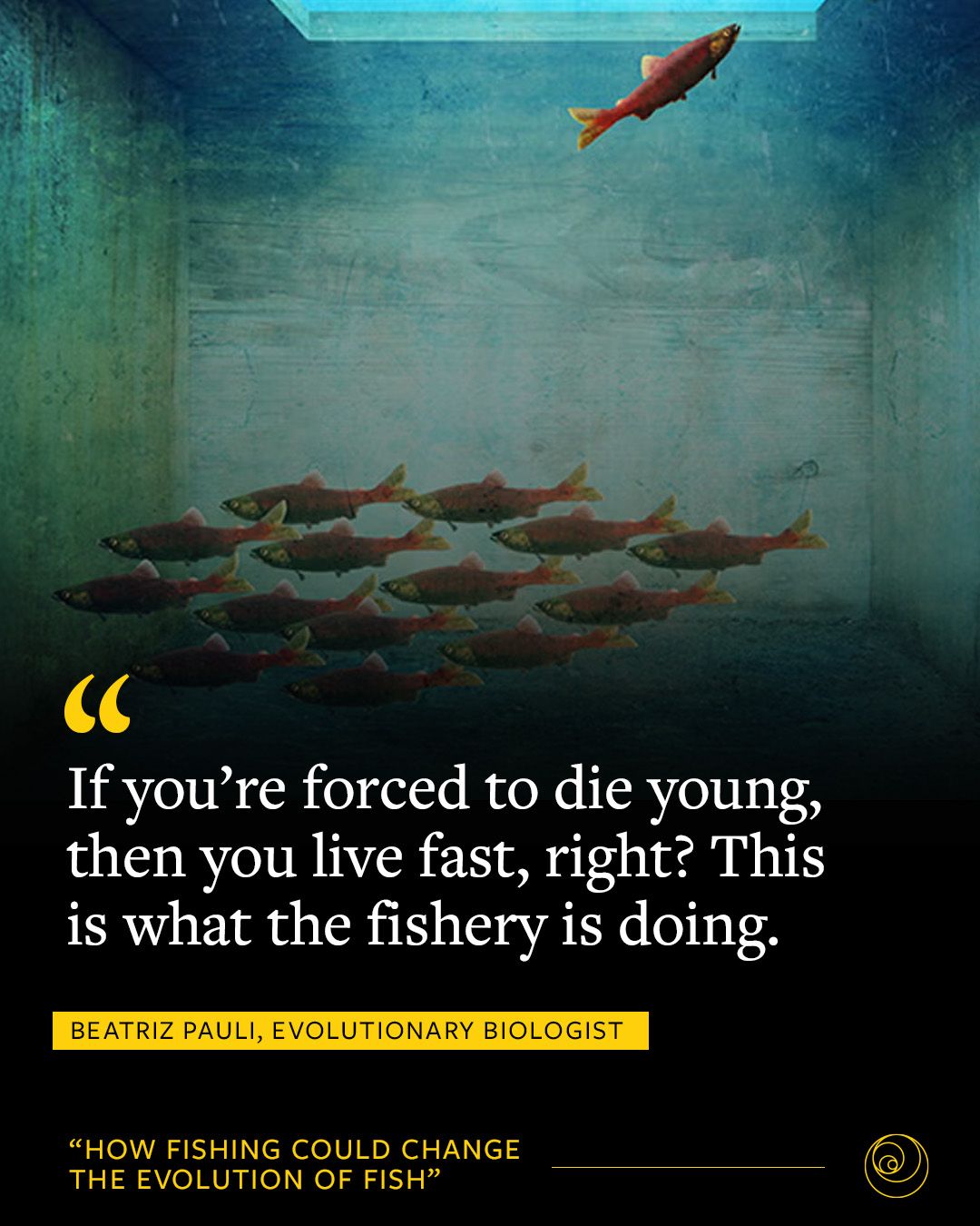 Some fish are morelikely than others... - Nautilus Magazine | Facebook