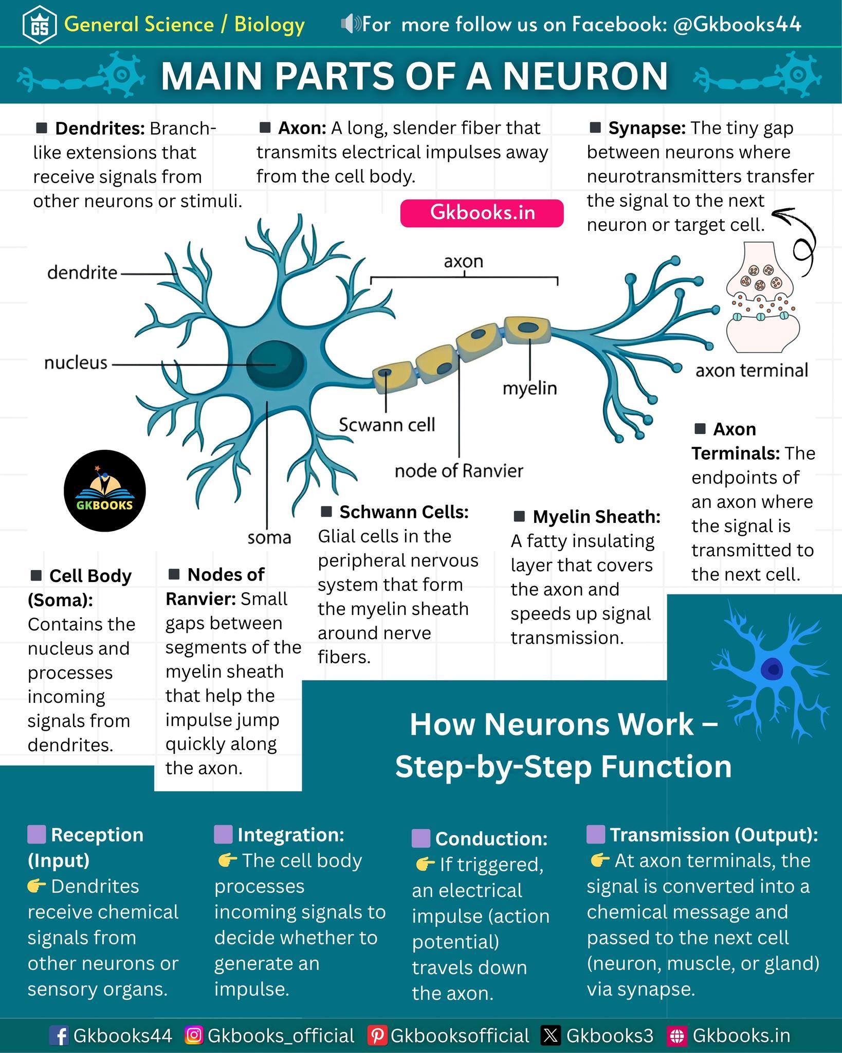 InfoPic - Main Parts of a Neuron #fblifestyle #Neuron #BiologyFacts # ...