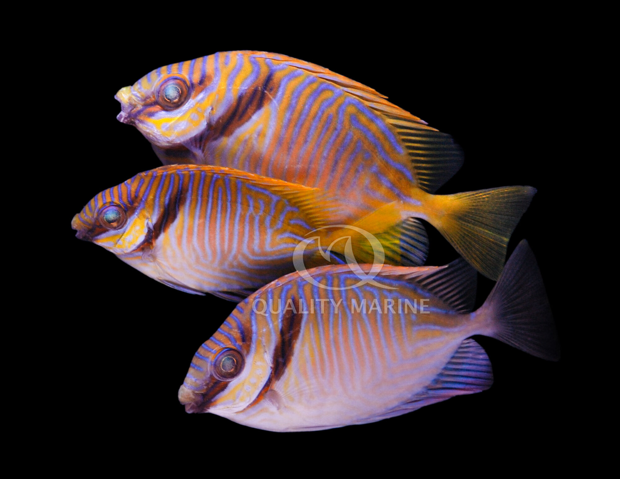Quality Marine - The Two Bar Spinefoot Rabbitfish is a... | Facebook