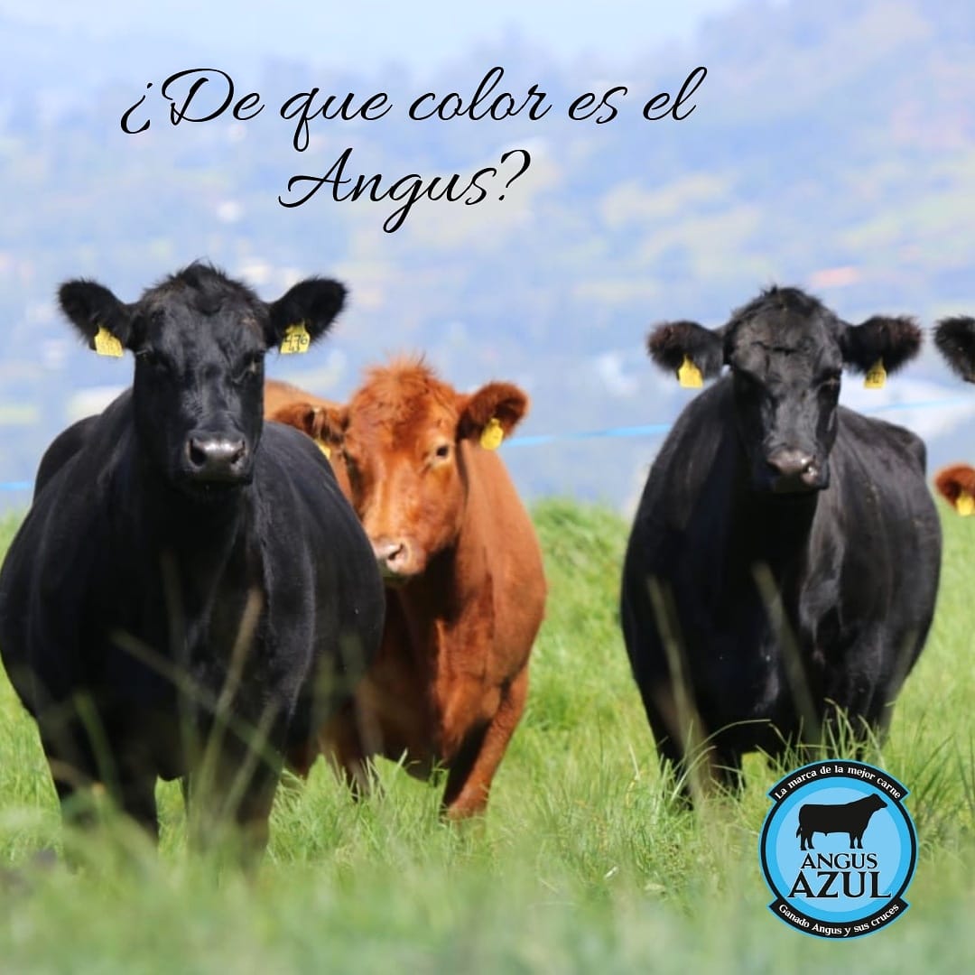Angus Azul - DE QUE COLOR ES EL ANGUS? Los ejemplares de...