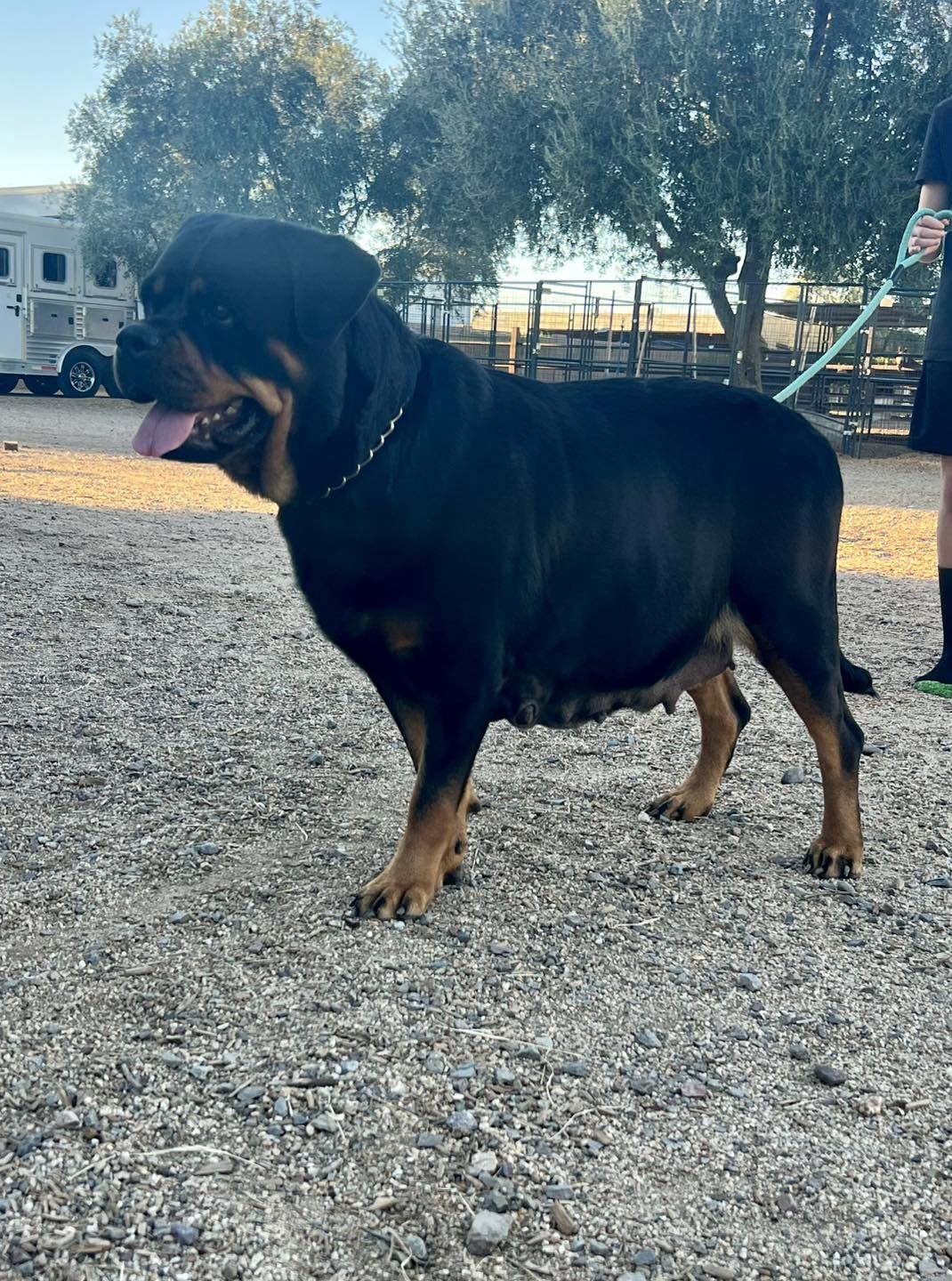 Rottweiler puppies in Arizona | Facebook