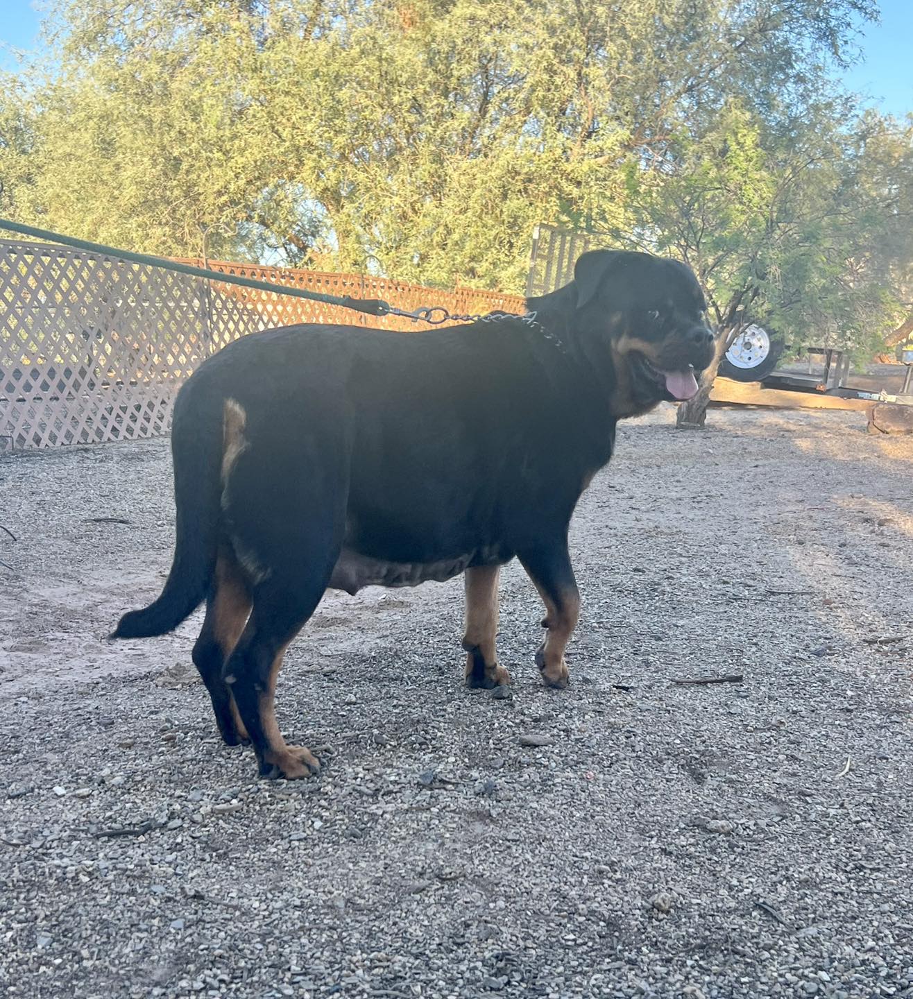 Rottweiler puppies in Arizona | Facebook