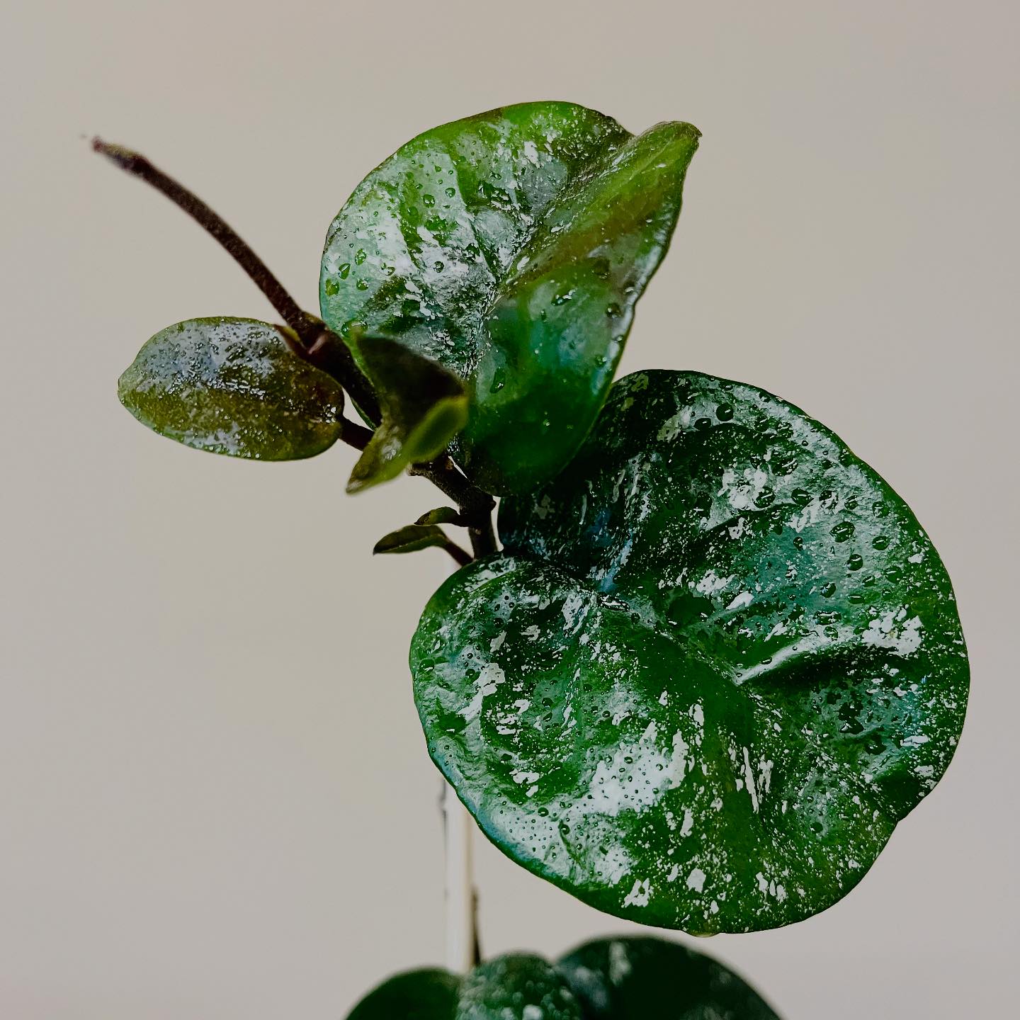 Simple - Hoya Carnosa ‘Krinkle 8’ Splash always tries to give an oval ...