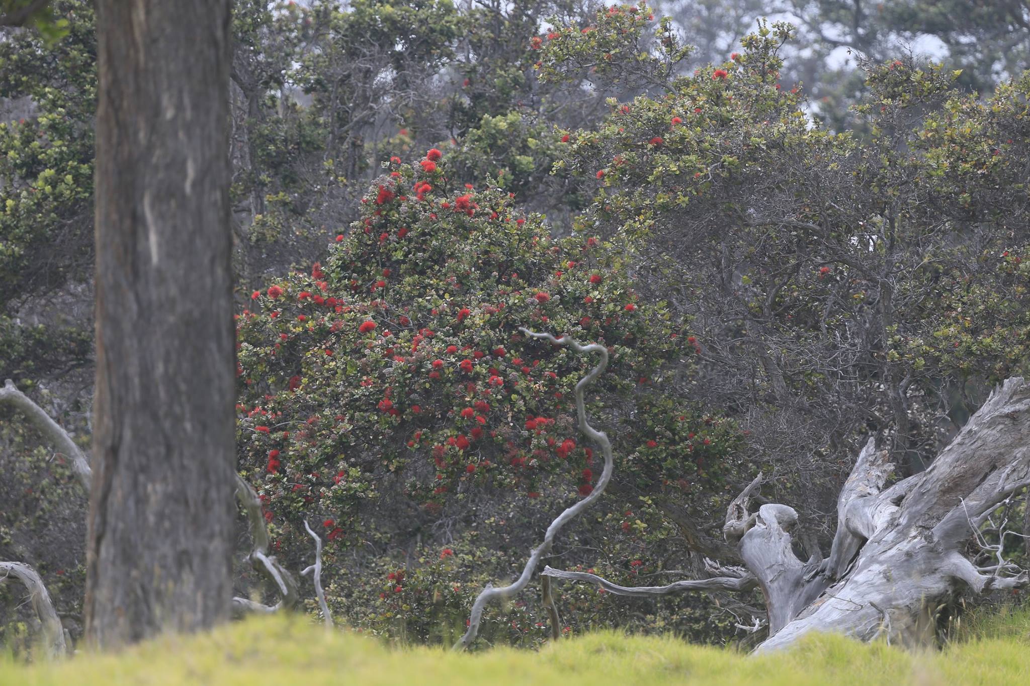 Hawai'i Volcanoes National Park - Our native ‘ōhi‘a tree is the ...