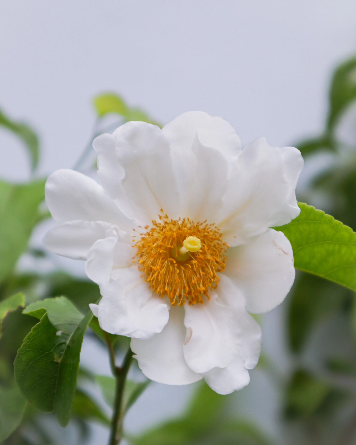 Plant_on_Earth - ต้นไข่ดาว Fried Egg Tree/Oncoba/Snuff-box... | Facebook