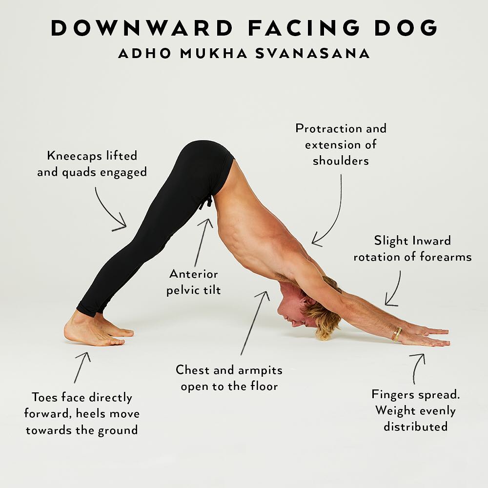 Downward Facing Dog, or Adho Mukha - Eco Fitness Yoga Advice