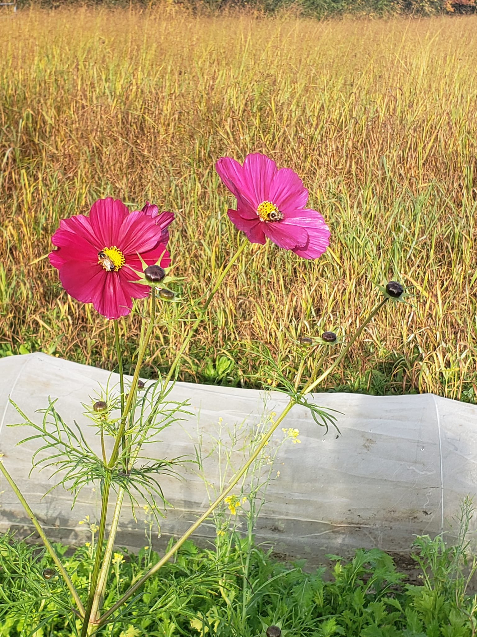 Back Field Farms | Milton ON