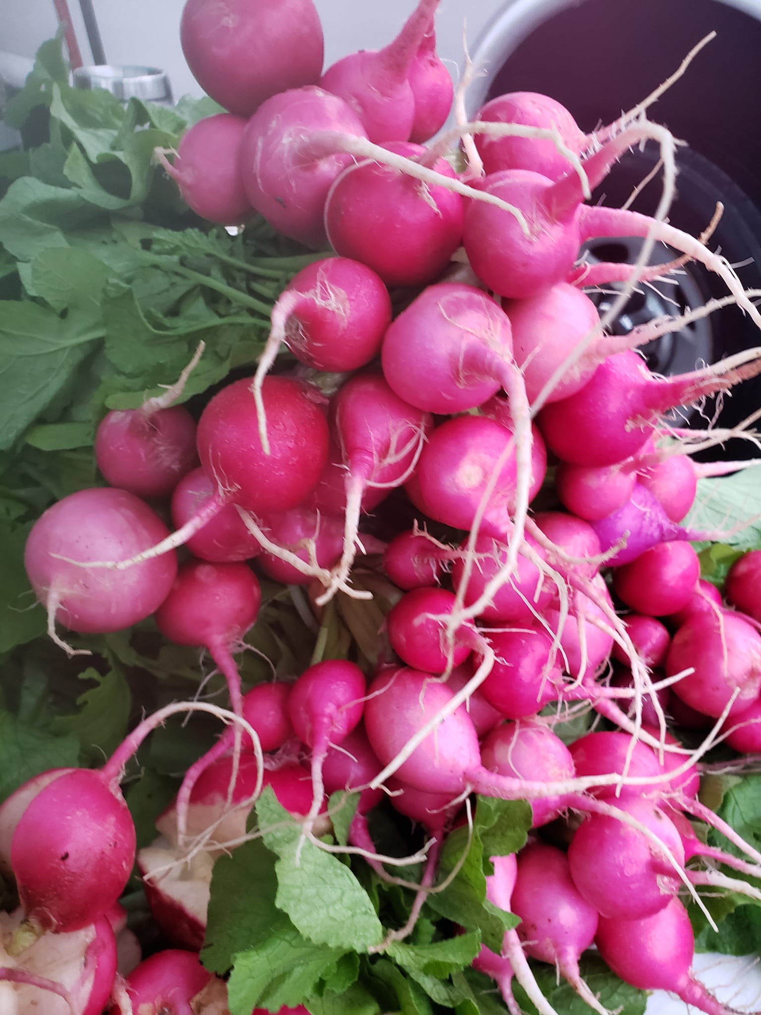 Back Field Farms | Milton ON