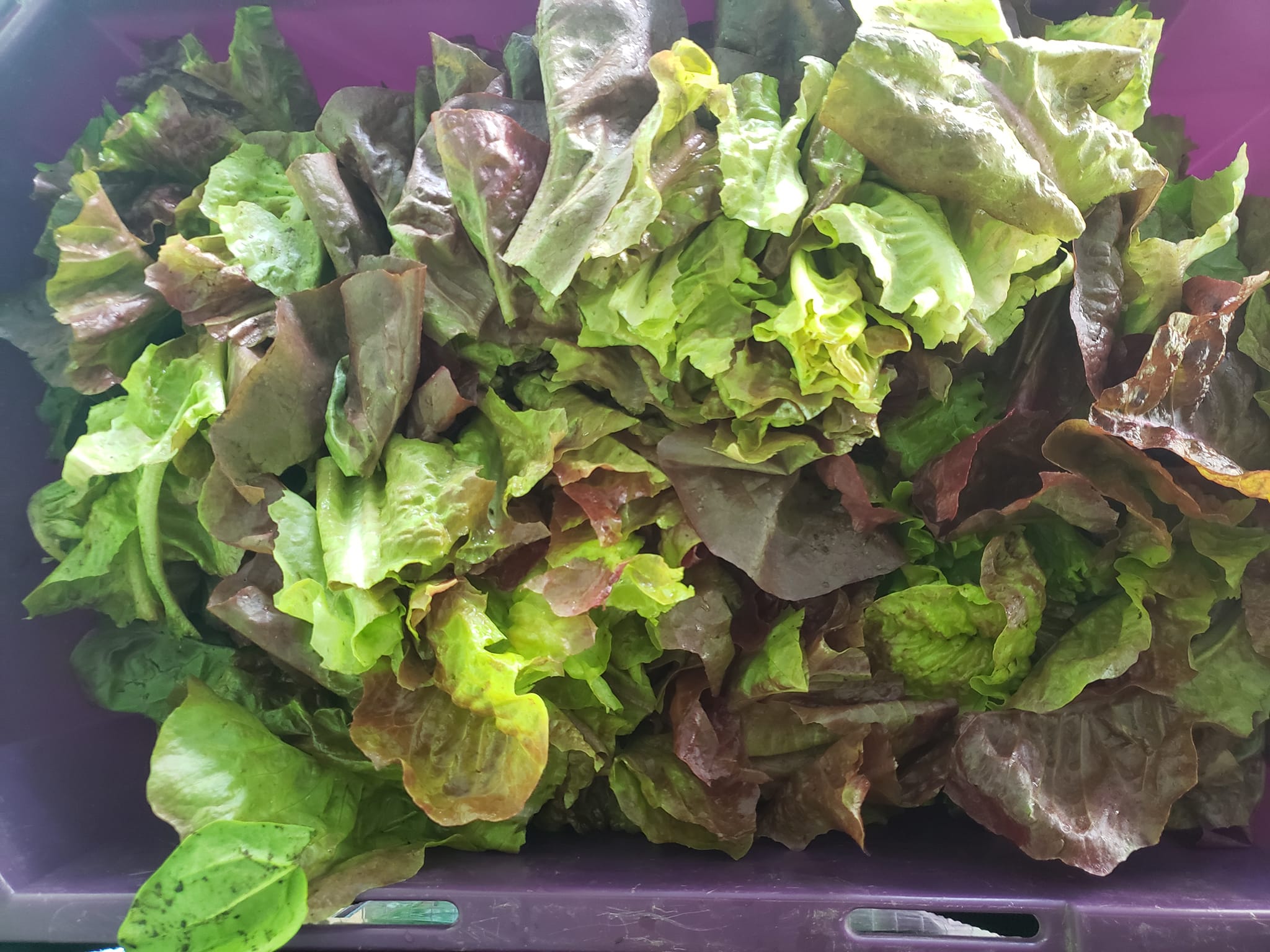 Back Field Farms | Milton ON