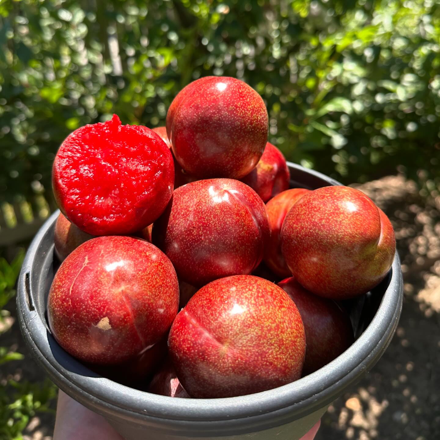 What type are you growing? 🍑👇 I taste-tested three Japanese