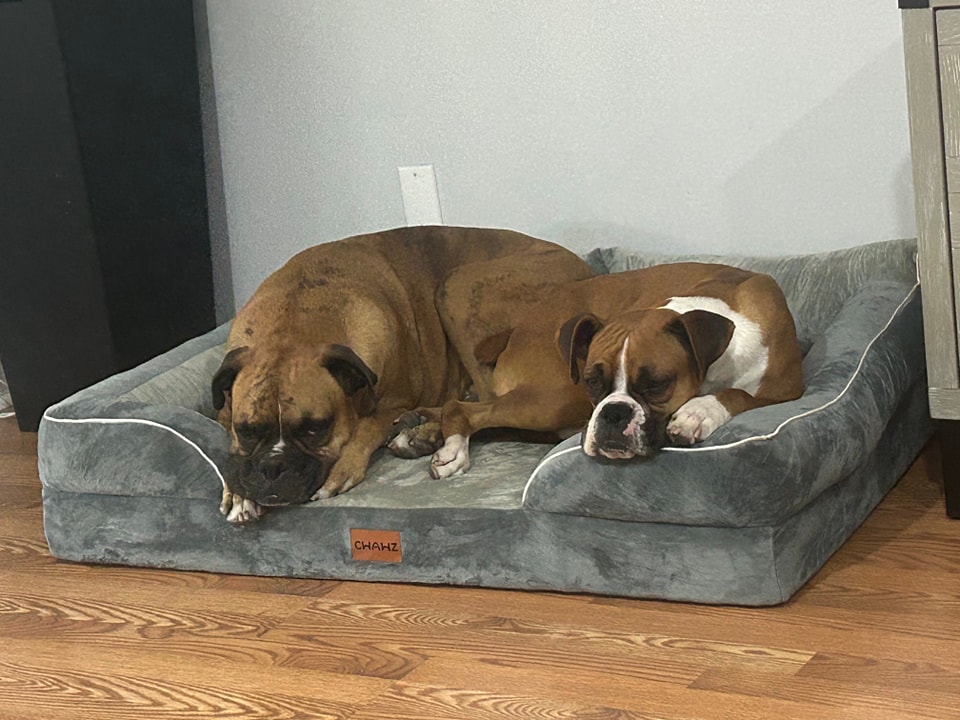 R&R Boxer Rescue added a new photo. - R&R Boxer Rescue
