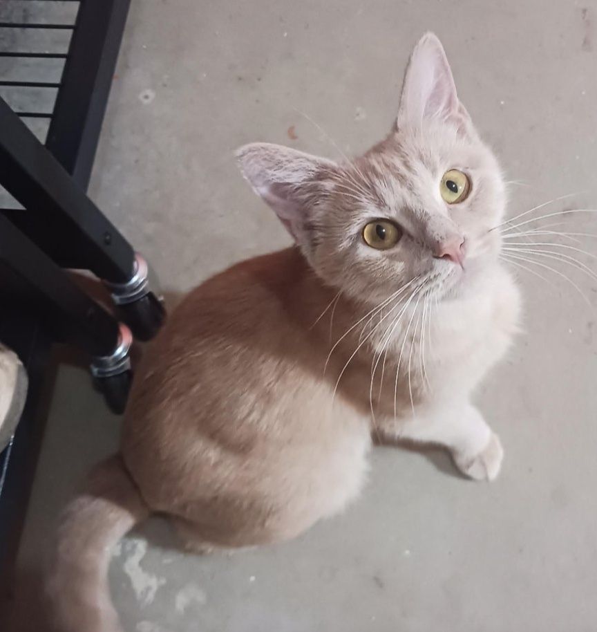 How is Chrissie not adopted... - The Davis Crew Kittens, Inc | Facebook