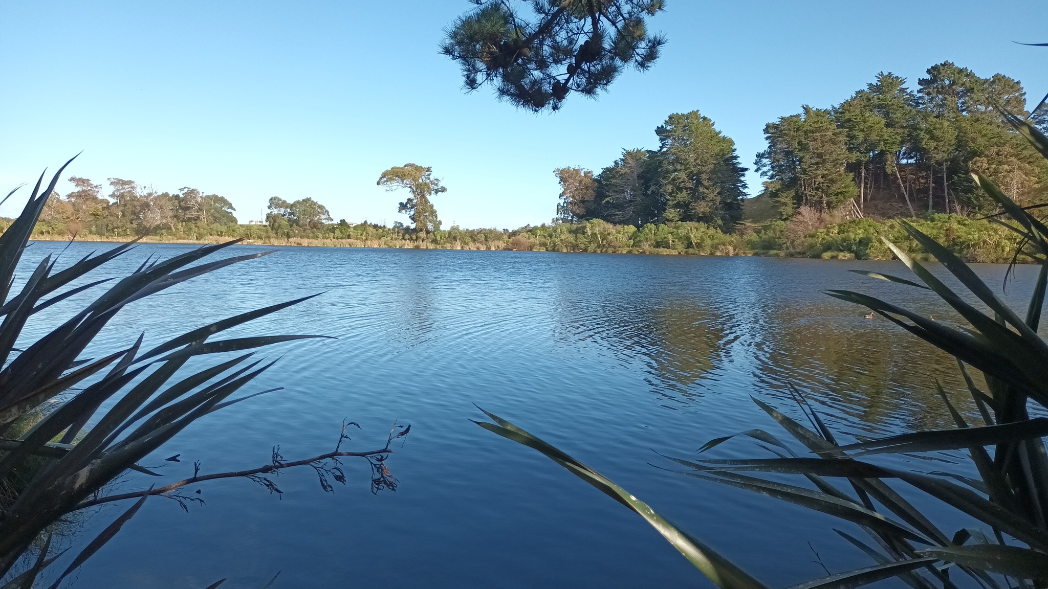 Twilight Walk - Westmere Lake (Easy)