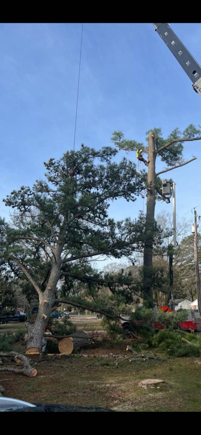 Anthony's Tree Service Inc. | Newport News VA