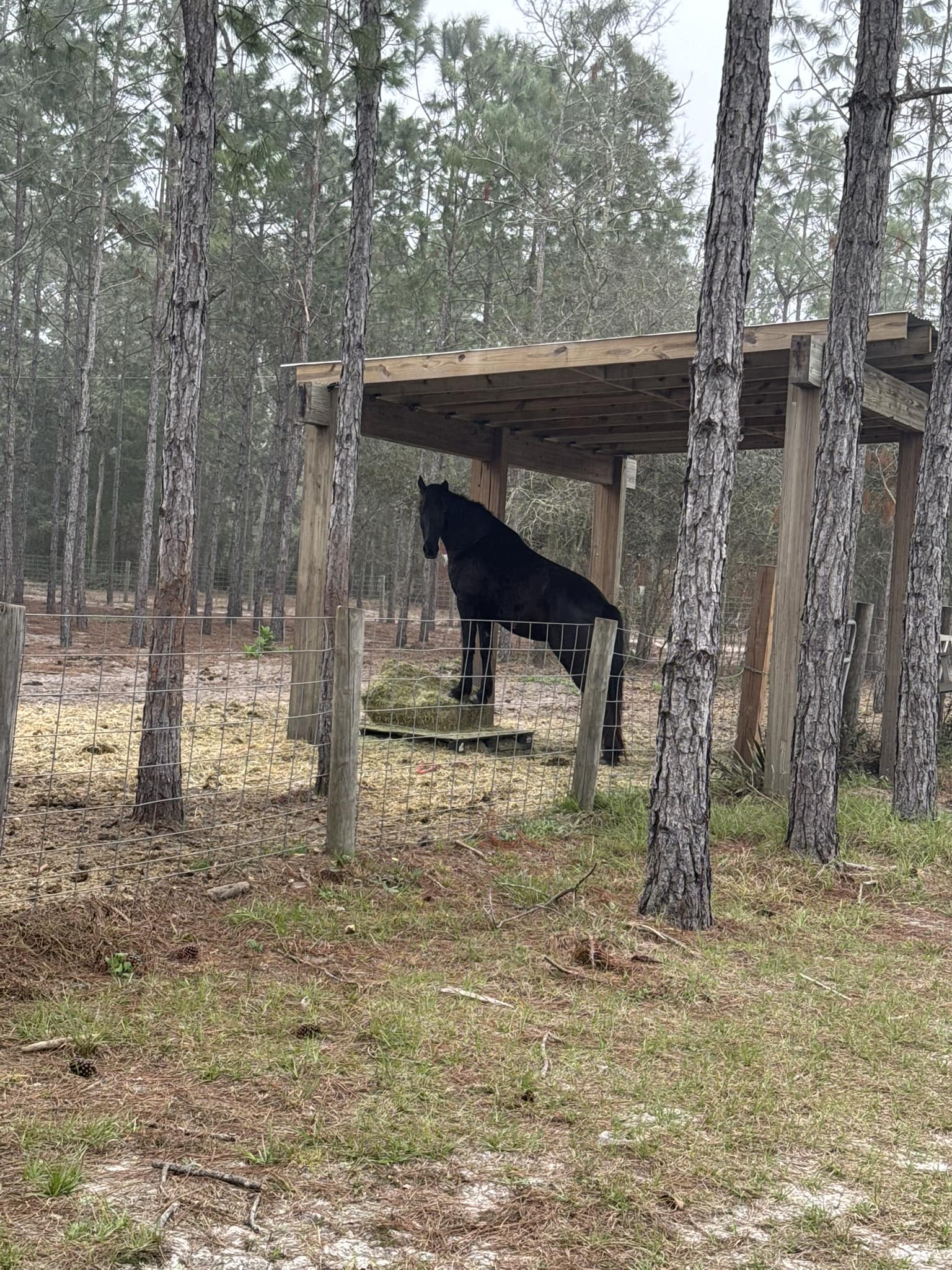 Nickering Horse Barn