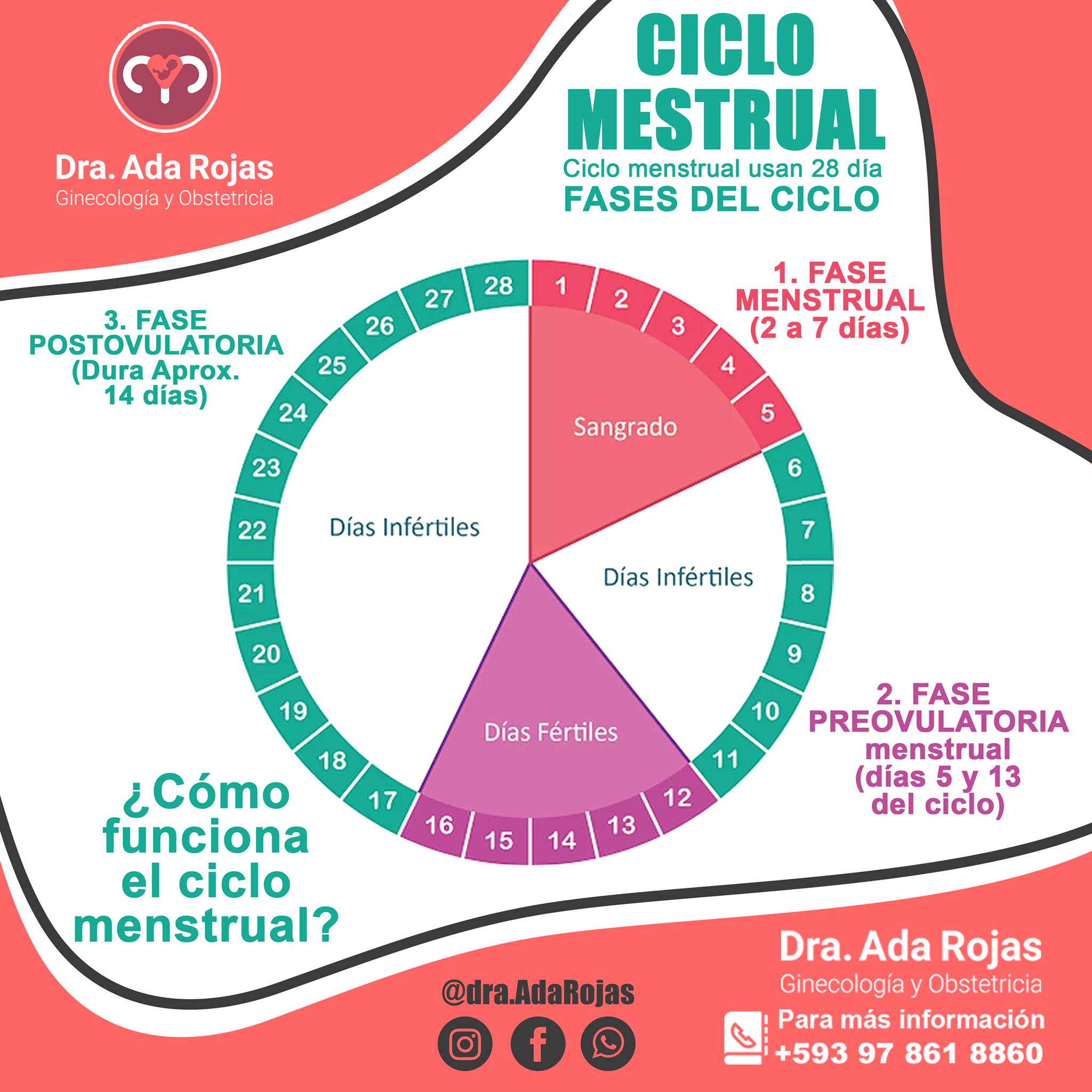 Dra. Ada Rojas - El ciclo menstrual consiste en una serie...