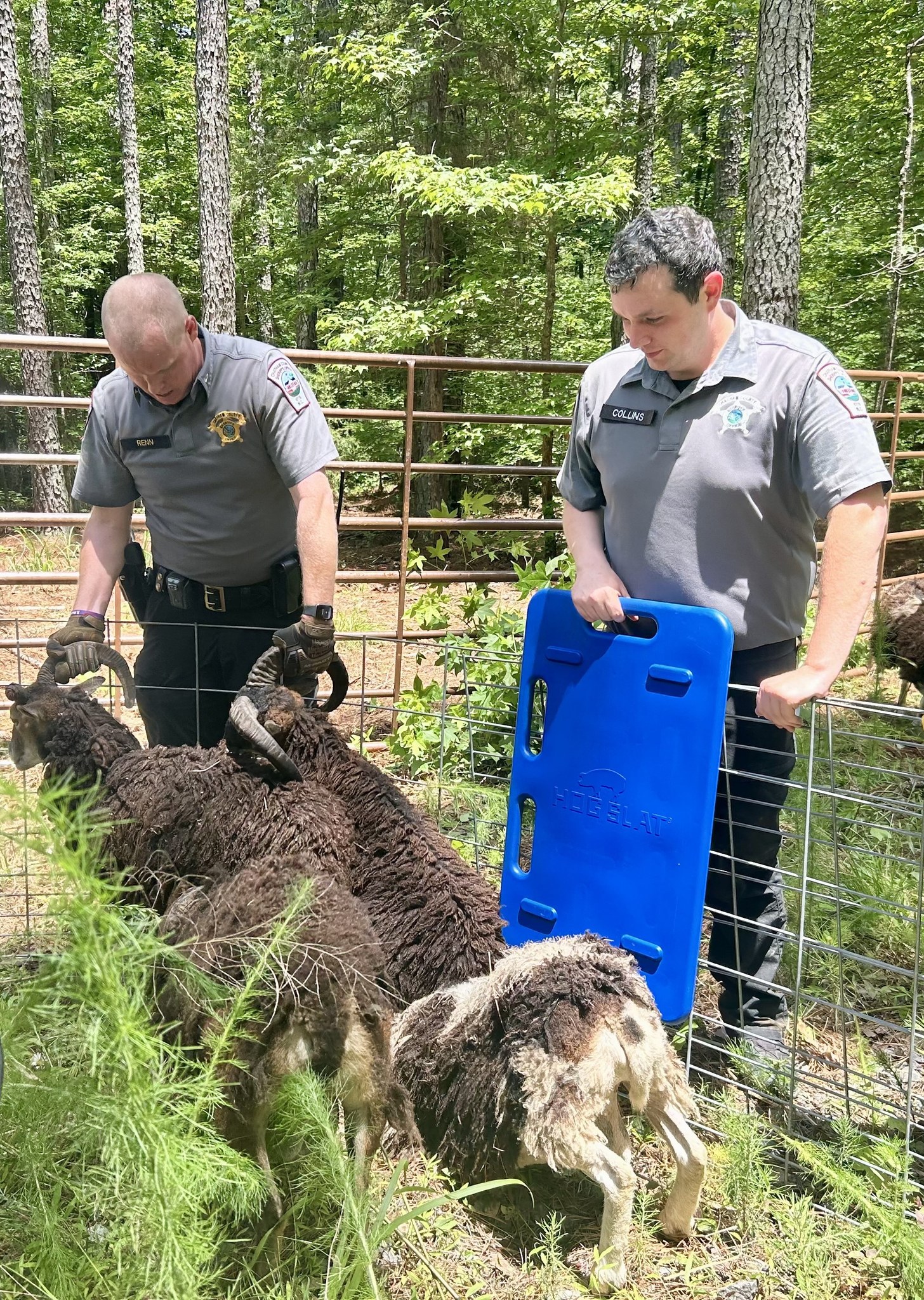 Who owns the lost sheep near highway in Franklin County?