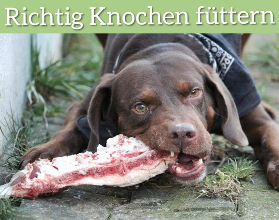 Barf-Beratung - Knochen sind ein sehr wichtiger Teil der Rohfütterung ...