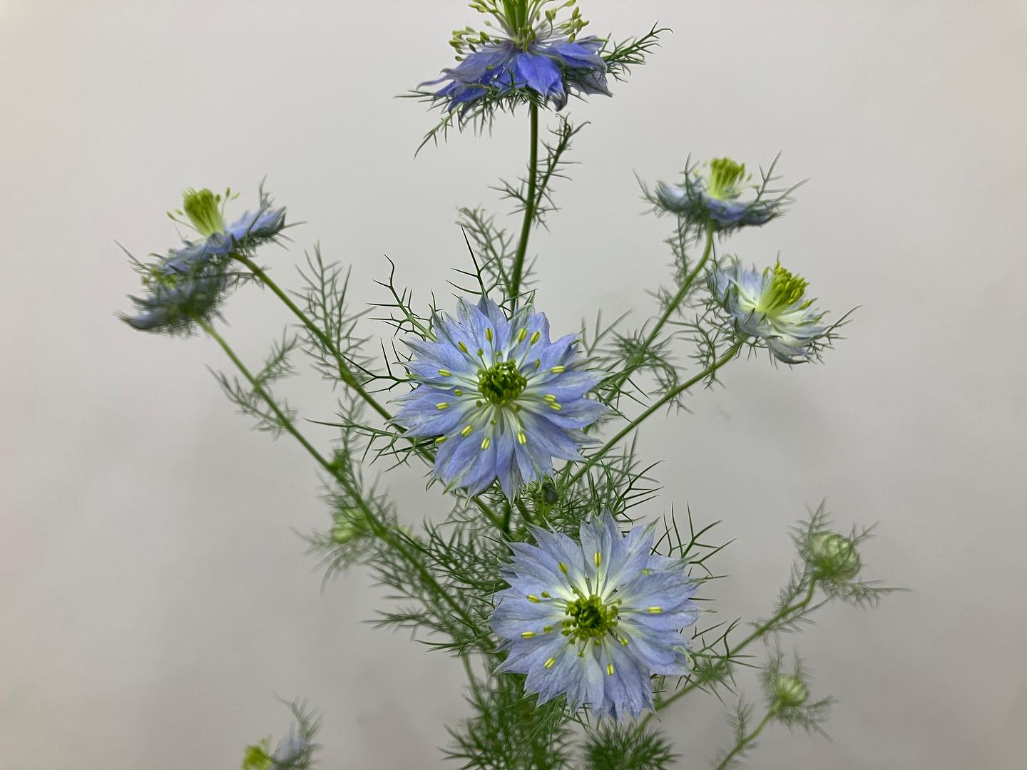 ㅤ ㅤ #ニゲラ #ニゲラブルー ㅤ ㅤ ニゲラの英名は「Love in a mist