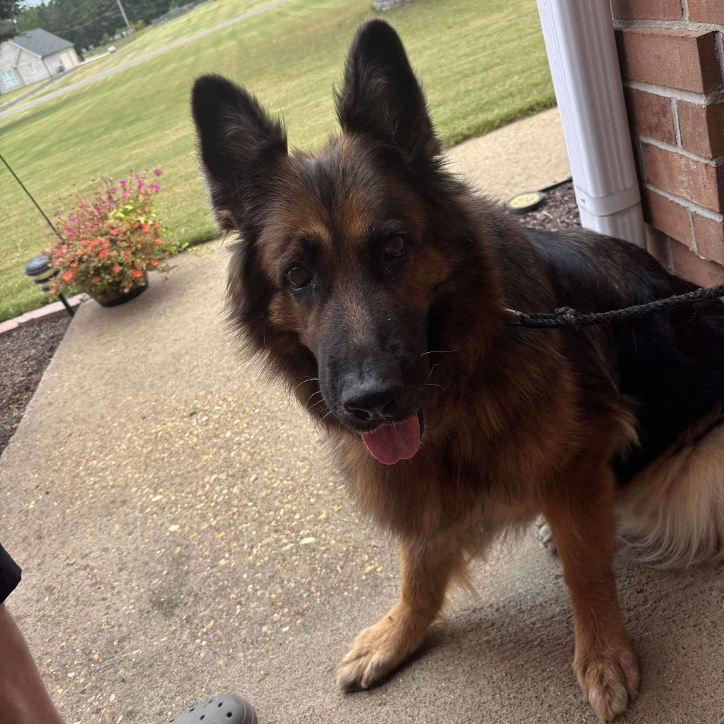 Team Memphis Rescue &... - Team Memphis Rescue & Support