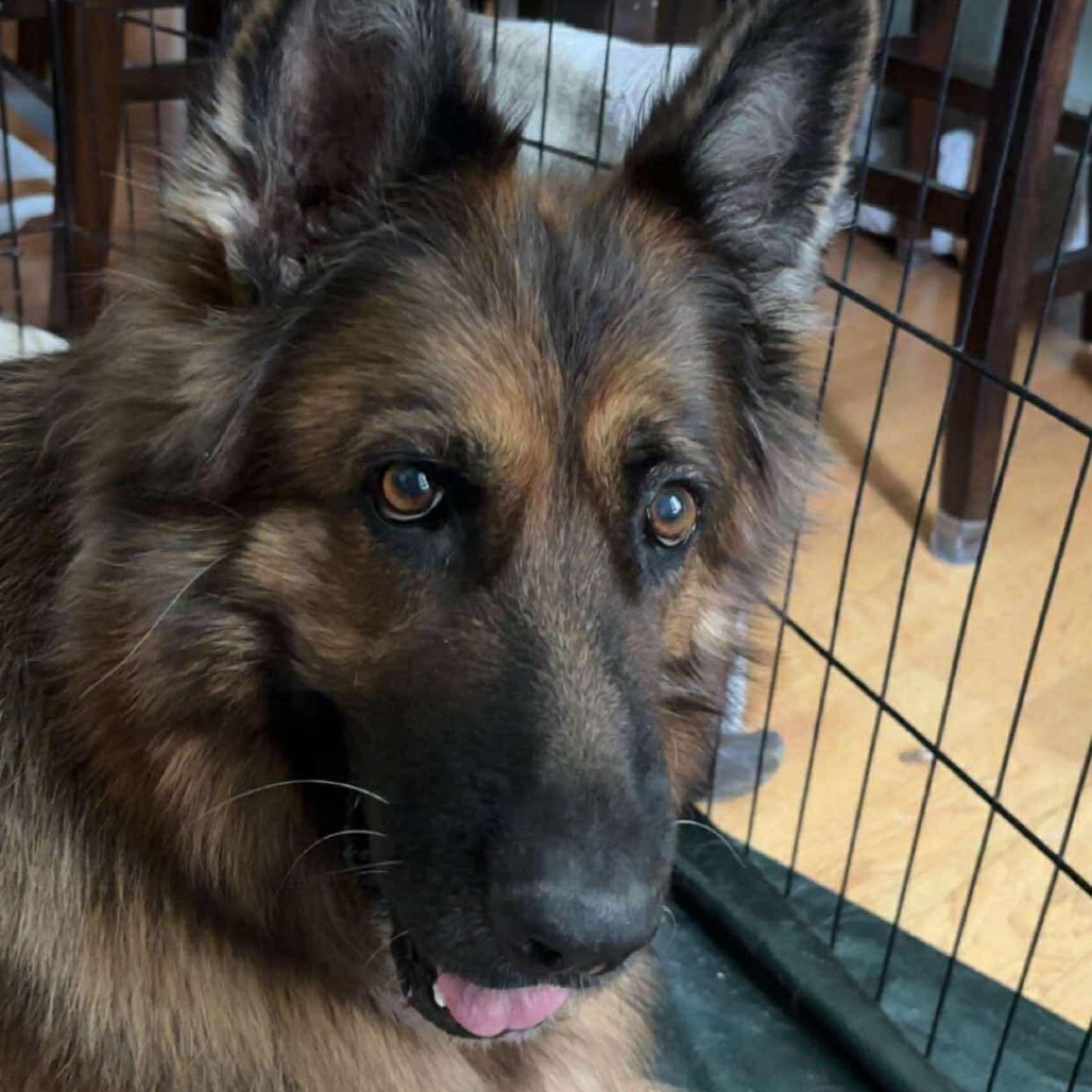Team Memphis Rescue &... - Team Memphis Rescue & Support