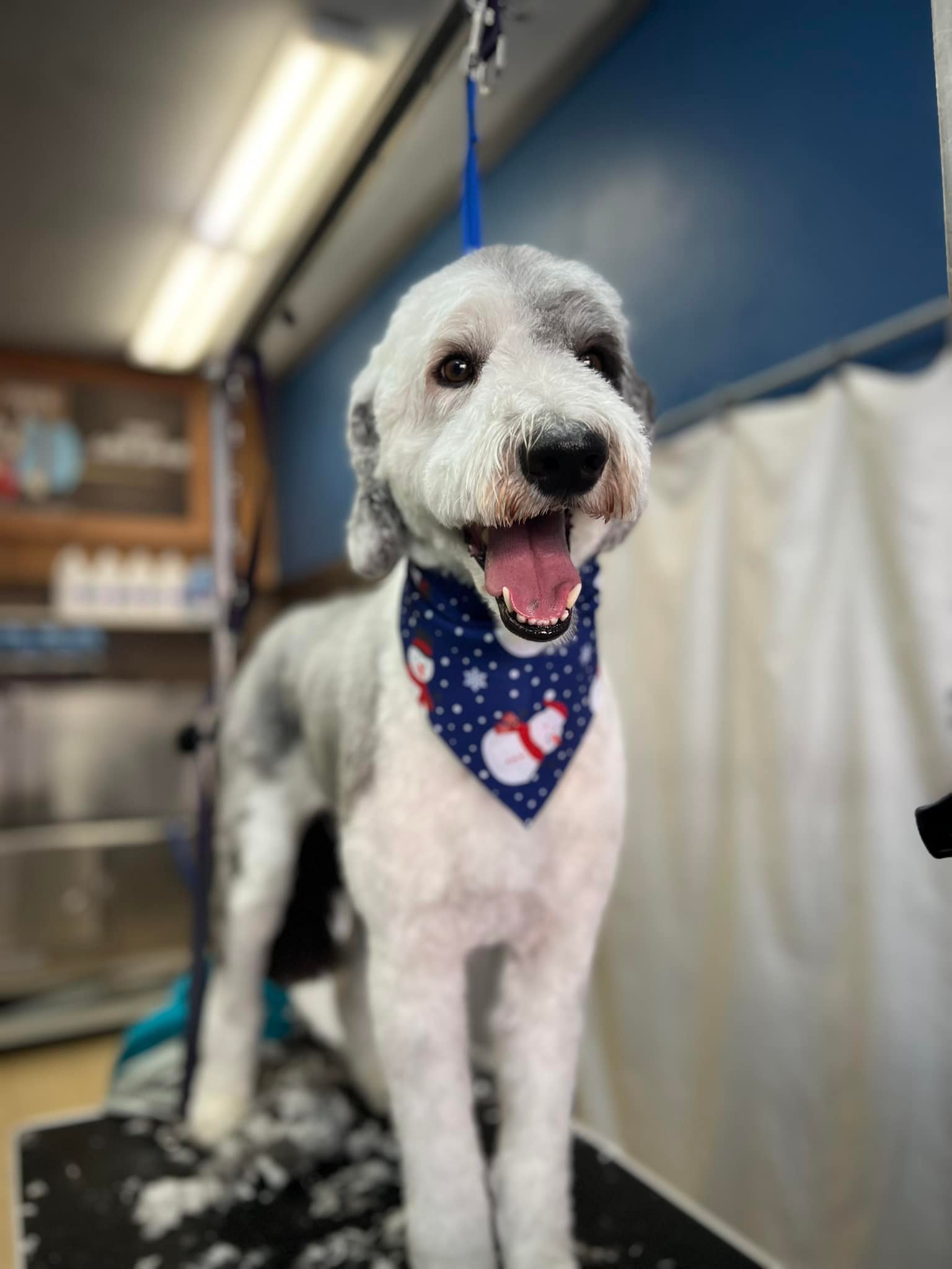 RUFF Cuts Dog Grooming added a... - RUFF Cuts Dog Grooming