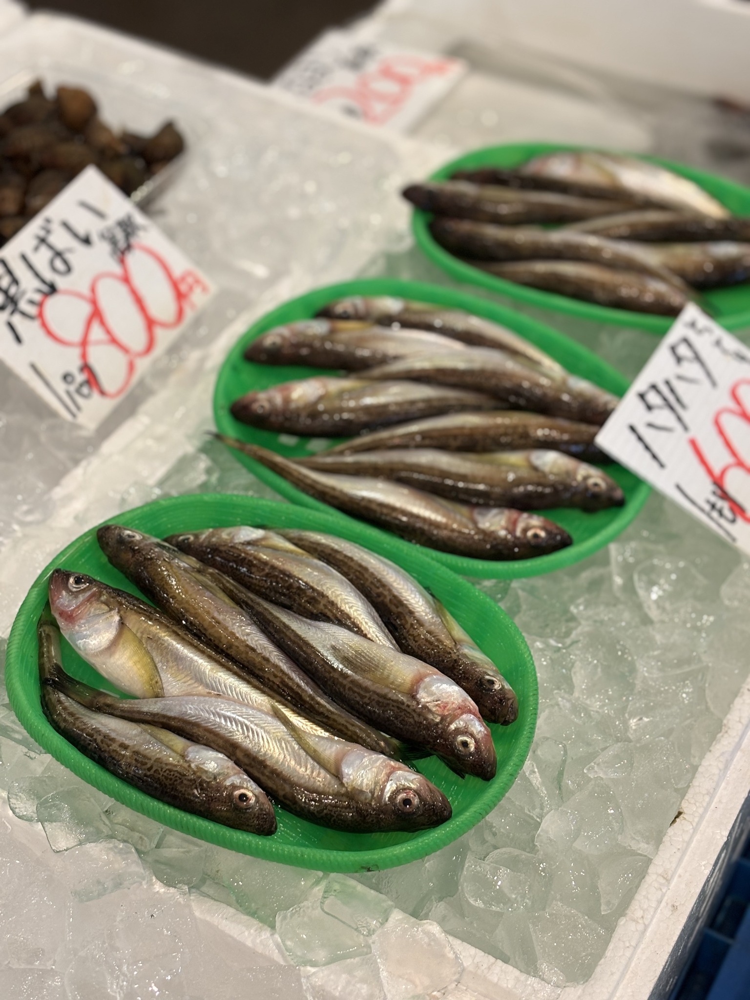 鳥取港海鮮市場 - 大人気！鳥取のハタハタ！ . 売り場に並ぶハタハタ。 鳥取では「白ハタ」と呼ばれ、 地元では昔から親しまれているお魚です ...