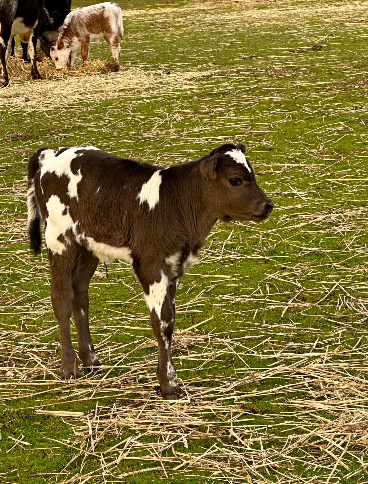 Long Shot Ranch | Wheatland CA