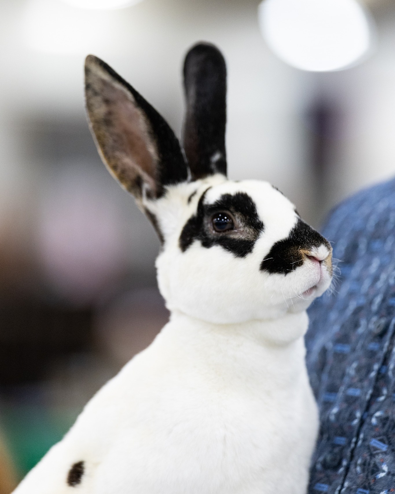 NWSS - 📣Attention Rabbit Exhibitors📣 Entries for the National Western ...