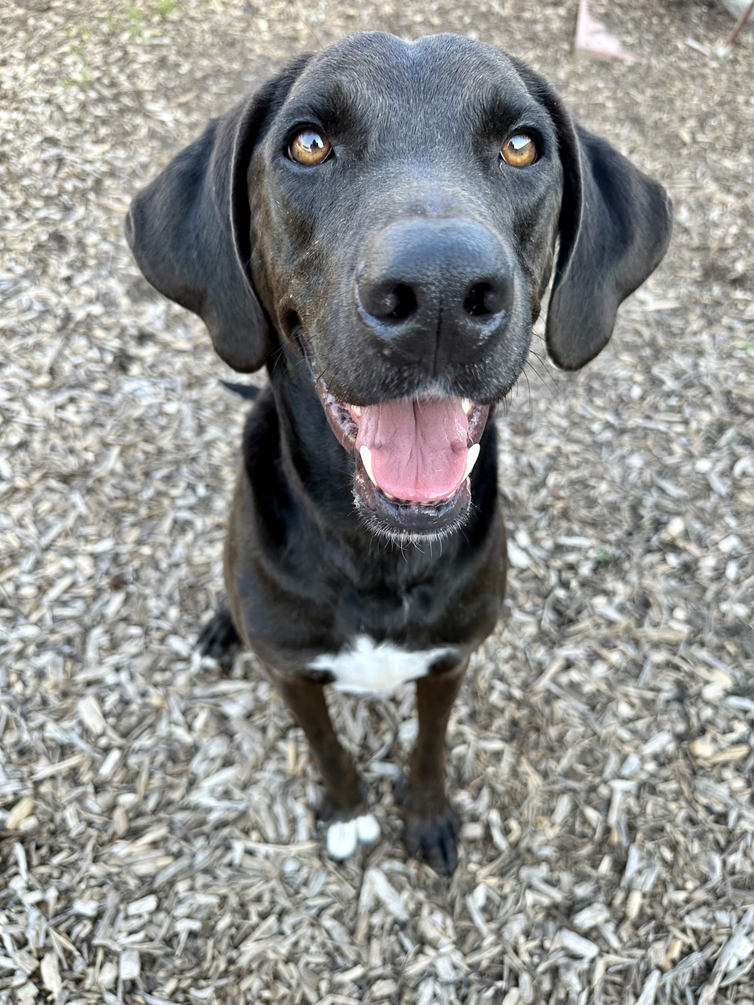 Dirks - Tah Dah! Meet the new and improved Buster! He was always a good ...