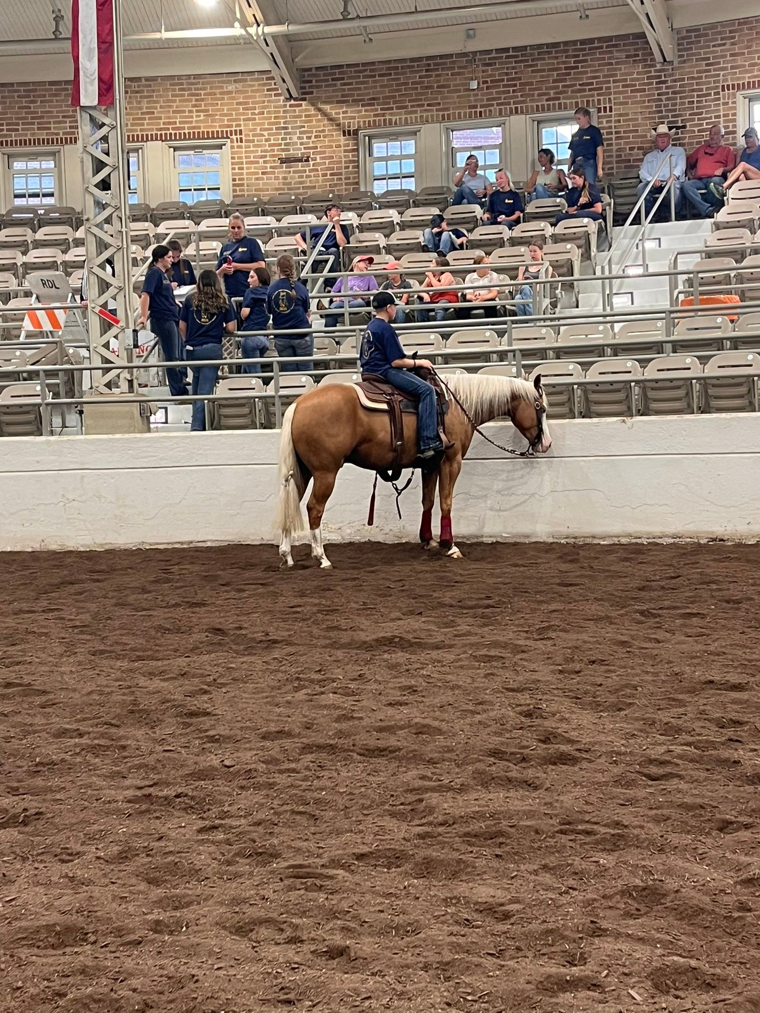 CA Performance & Halter Horses