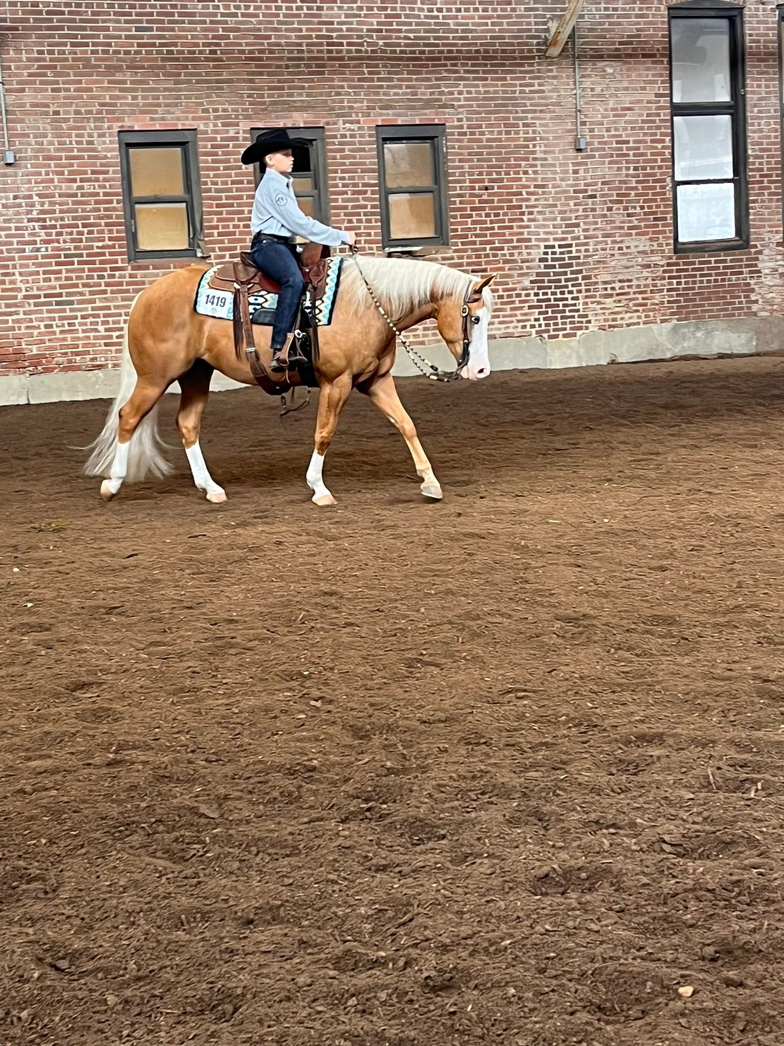 CA Performance & Halter Horses