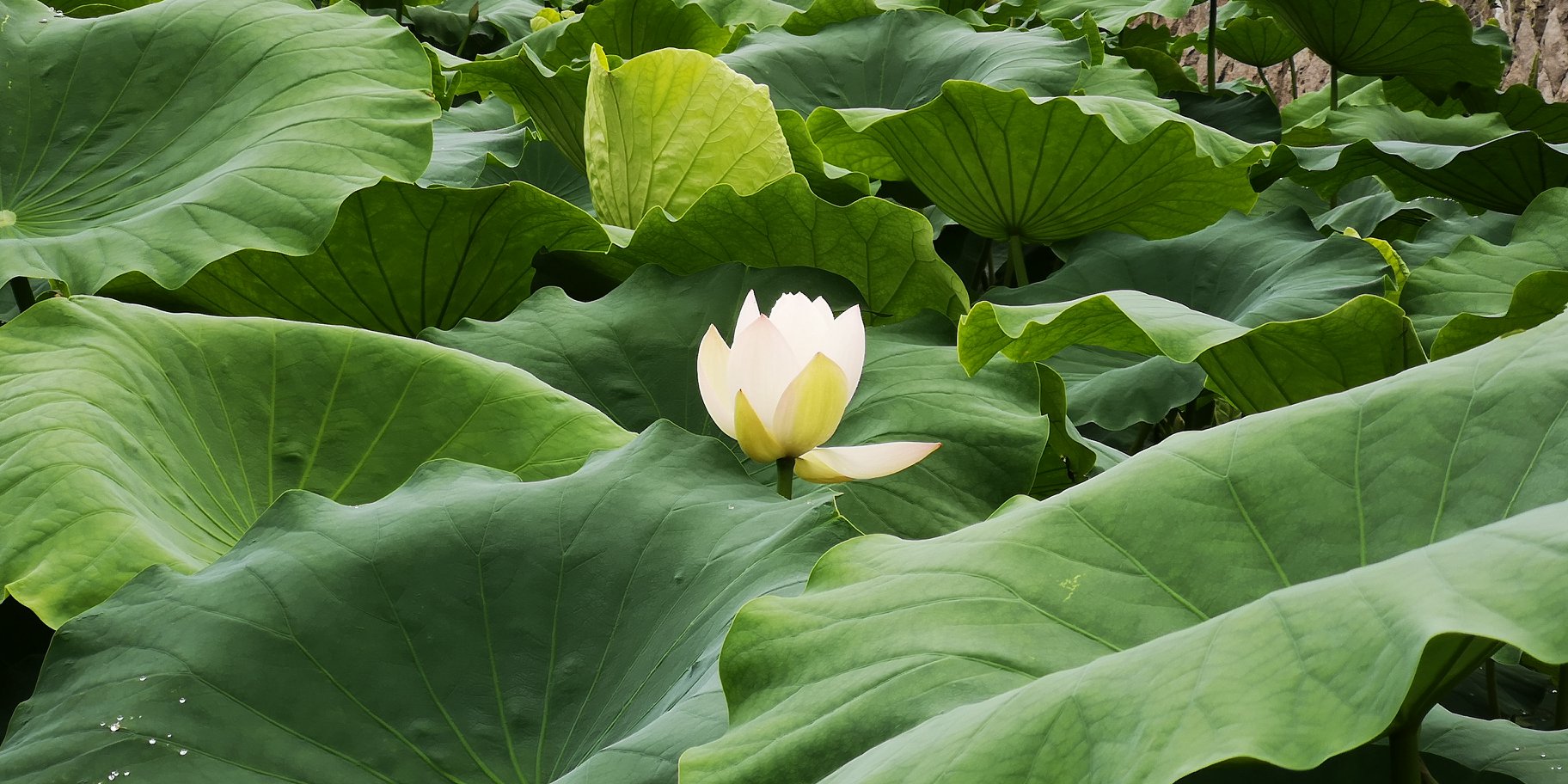 新発田市地域おこし協力隊 蓮の花 みなさん こんにちは 先日こちらでご紹介させていただきましたレンコン畑 Facebook