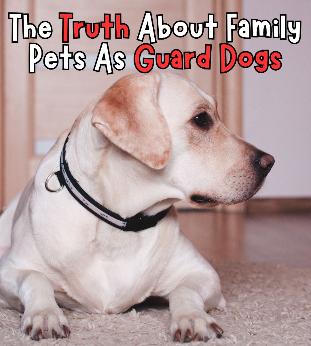 The Labrador - The truth is, protective instincts are often hardwired ...