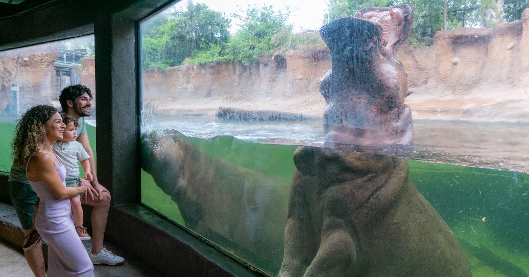 News - $8 ZOO ADMISSION | Bexar County residents with proof of ...
