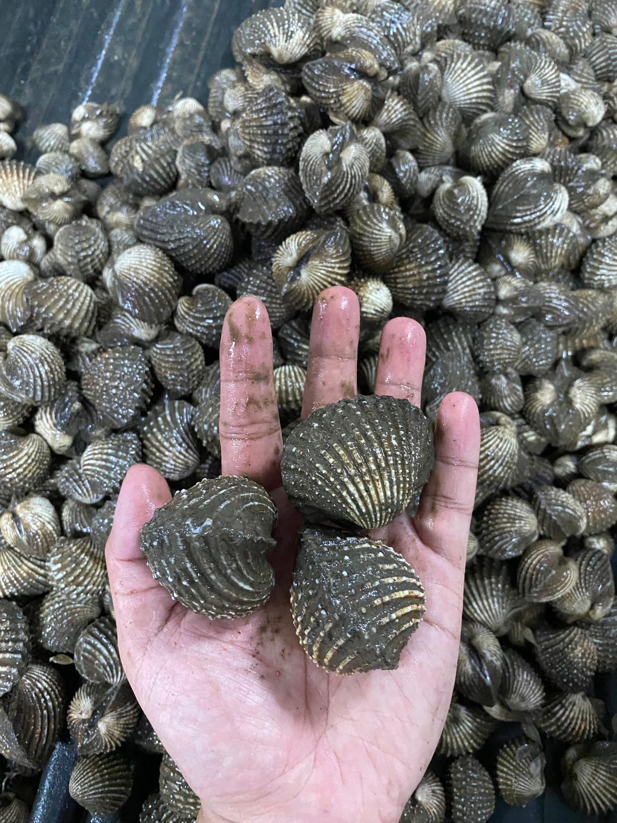 W CLAMS - SIHAMMMMM到了！ 一看嚇一跳 …. -•-—-•-—-•—-•-—-——-• Kuala Sepetang ...