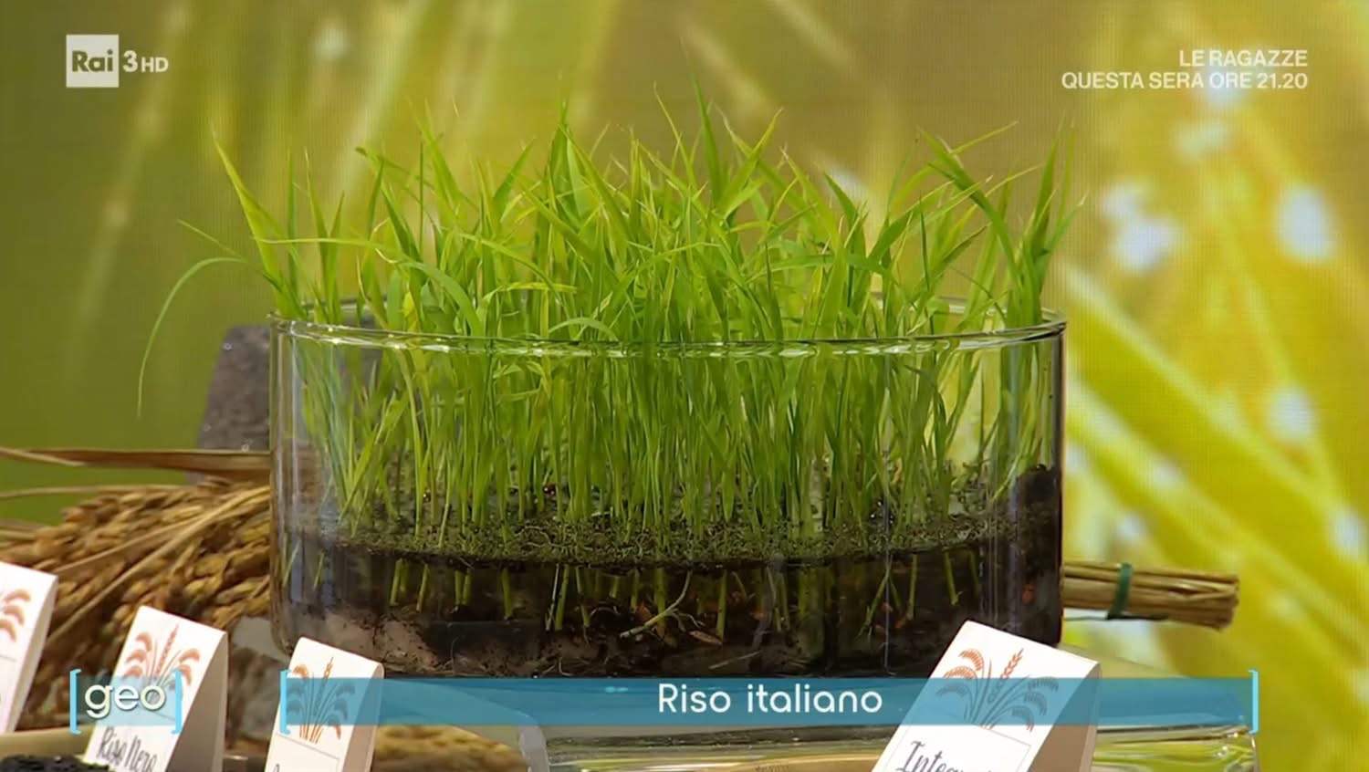 Ente Nazionale Risi - Filiera | Milan