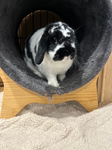 West Michigan Critter Haven