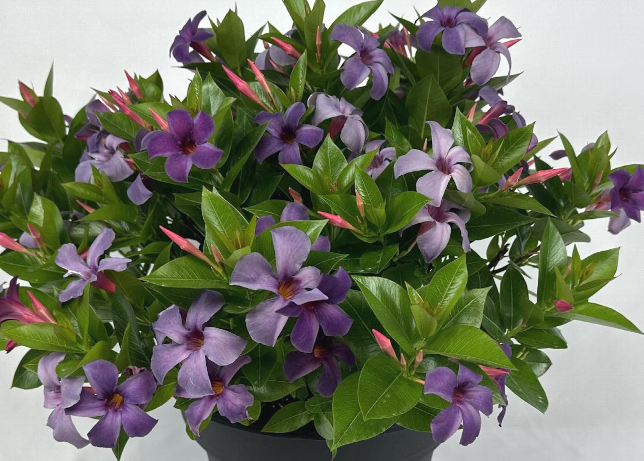 Suntory - We are excited our new Mandevilla Sun Parasol Original