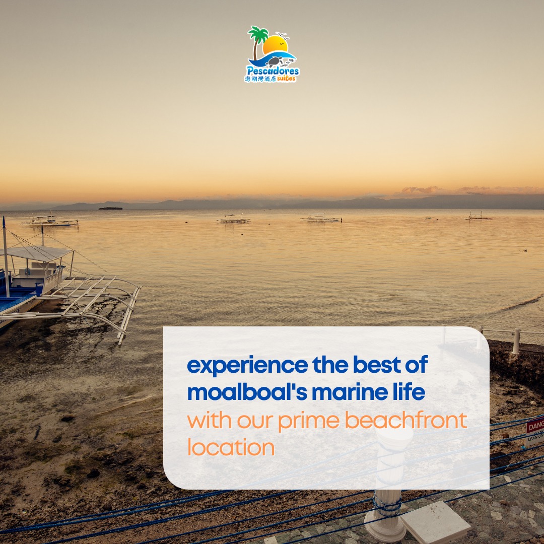 Pescadores Suites Moalboal - Explore Moalboal’s Marine Life! 🐠🐢 A world ...