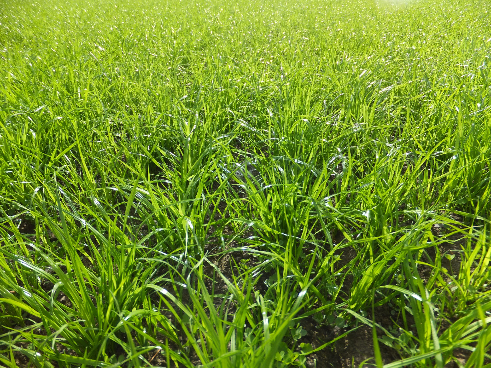 Wesco Seeds Ltd | Rangiora
