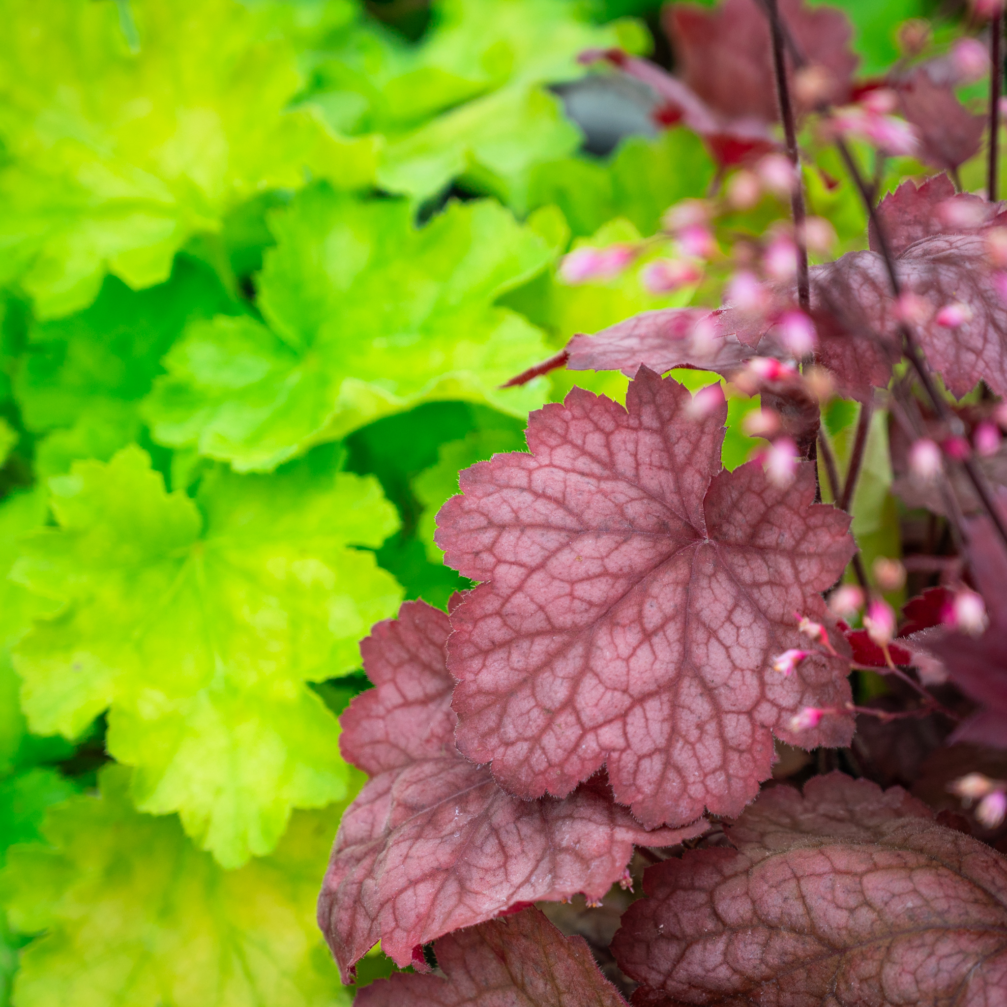Mickman... - Mickman Brothers Landscaping & Garden Center