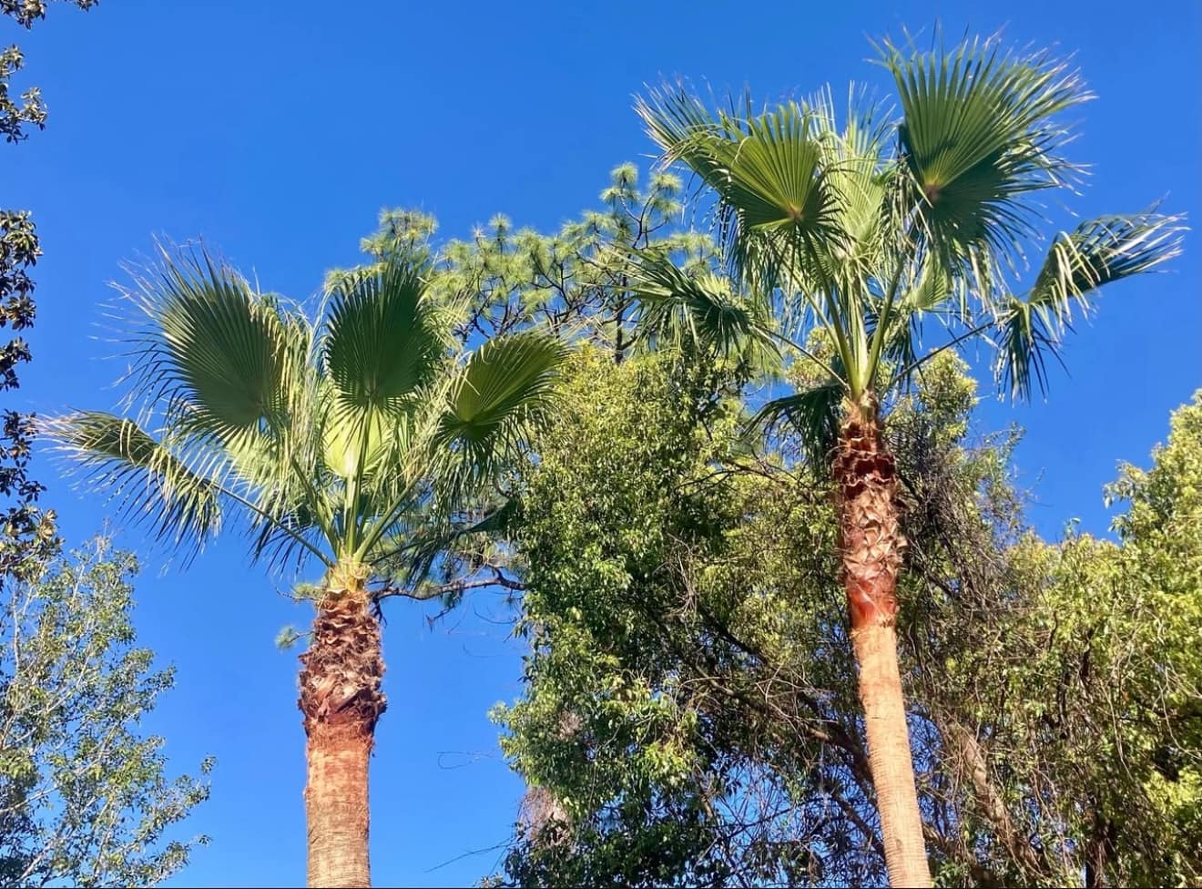 Blue Ox Expert Tree Service | Jacksonville FL