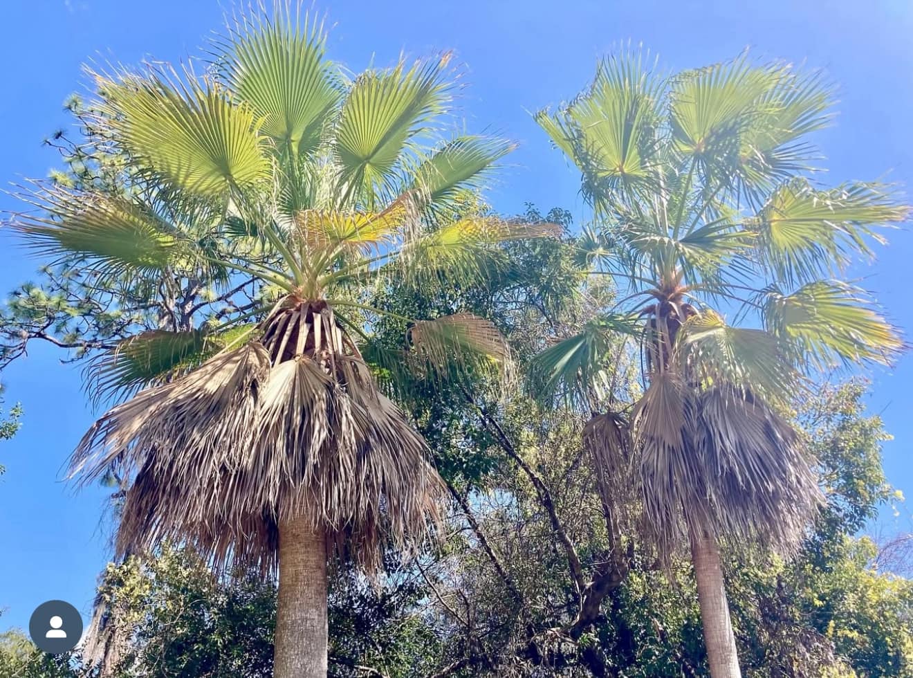 Blue Ox Expert Tree Service | Jacksonville FL