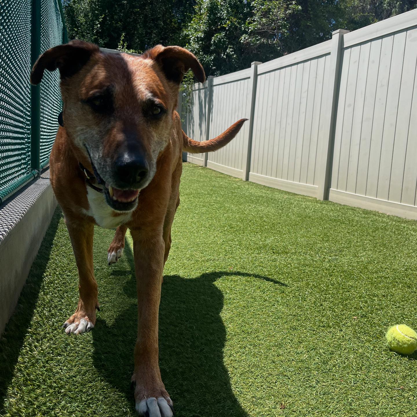 Spring Creek Kennel &... - Spring Creek Kennel & Cattery