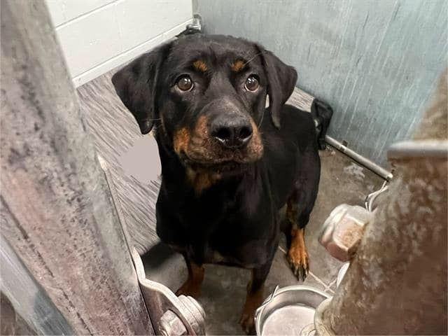 ブルドッグ ○ TAVARES, FL ○ Dog- ID #A063741 I am an unaltered female, black