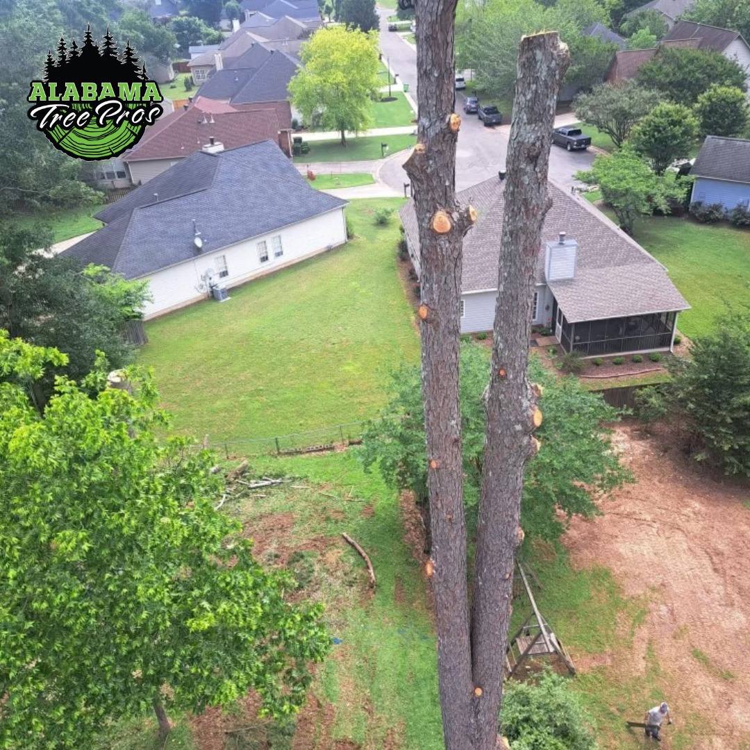 Alabama - Tree Pruning 🌳 ️ Healthy growth starts with proper pruning ...