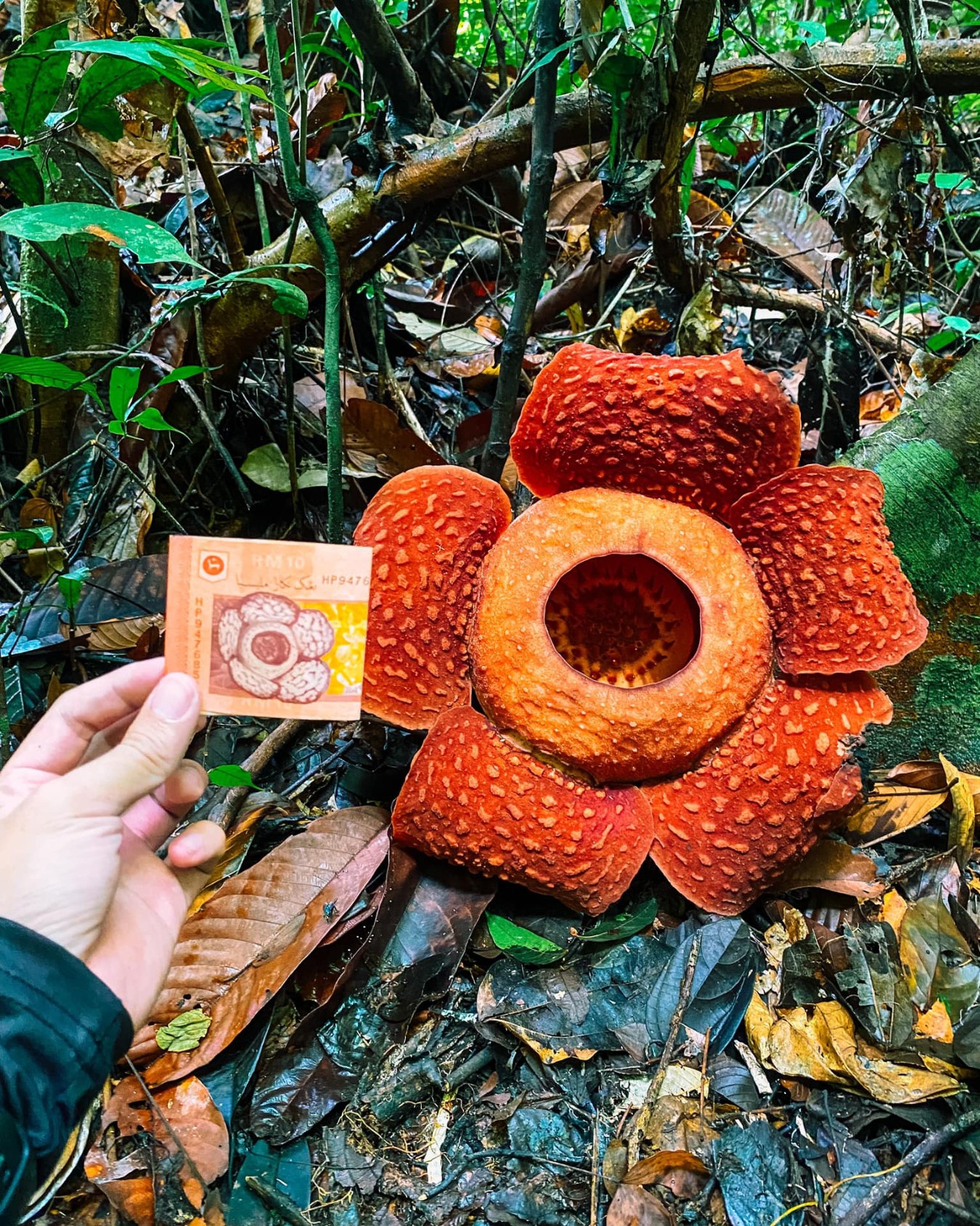 I Love Kuching - GUNUNG GADING - Cerita ke Rafflesia 4... | Facebook